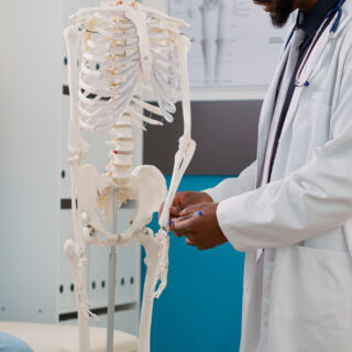 Physician examining human skeleton in cabinet at checkup visit Physician examining human skeleton in cabinet at checkup visit